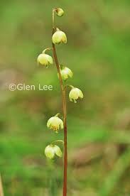 Attēlu rezultāti vaicājumam “Pyrola chlorantha”