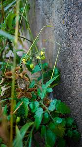 Attēlu rezultāti vaicājumam “Lycopersicon esculentum leaf”