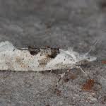 Attēlu rezultāti vaicājumam “Ypsolopha asperella”