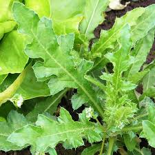 Image result for Blaudistel