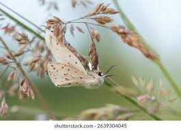 Attēlu rezultāti vaicājumam “Spilosoma lubricipeda”