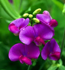 Image result for Lathyrus odoratus