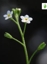 Attēlu rezultāti vaicājumam “Myosotis laxa subsp. baltica”