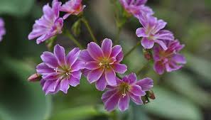 Image result for Bitterwurz