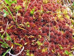 Attēlu rezultāti vaicājumam “Sphagnum warnstorfii”