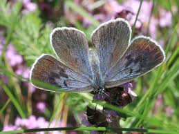 Attēlu rezultāti vaicājumam “Phengaris arion underside”