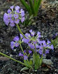 Attēlu rezultāti vaicājumam “Primula x margotae flower”
