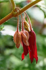 Attēlu rezultāti vaicājumam “Berberidaceae”