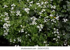 Attēlu rezultāti vaicājumam “Cardamine amara”