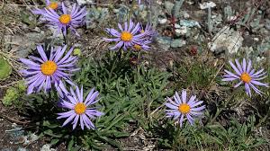 Image result for Aster alpinus