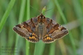 Attēlu rezultāti vaicājumam “Euclidia glyphica”