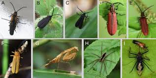 Attēlu rezultāti vaicājumam “Lycidae”