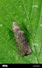 Attēlu rezultāti vaicājumam “Aphomia sociella female”