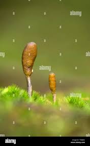 Attēlu rezultāti vaicājumam “Cordyceps ophioglossoides”