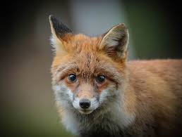 Attēlu rezultāti vaicājumam “Vulpes vulpes  juvenile”