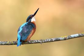 Attēlu rezultāti vaicājumam “Alcedo atthis adult”