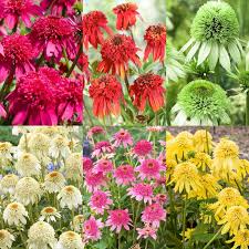Attēlu rezultāti vaicājumam “Echinacea purpurea flower”