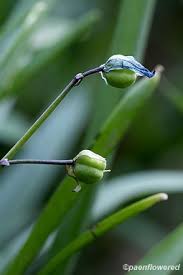 Attēlu rezultāti vaicājumam “Scilla siberica bud”