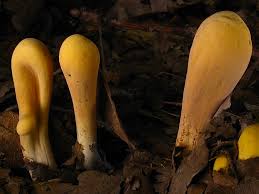 Attēlu rezultāti vaicājumam “Clavariadelphus pistillaris”