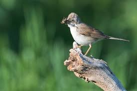 Attēlu rezultāti vaicājumam “Sylvia communis”