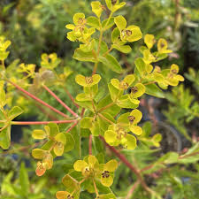 Attēlu rezultāti vaicājumam “Euphorbia palustris leaf”