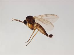 Attēlu rezultāti vaicājumam “Nematocera”