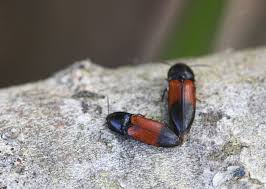 Attēlu rezultāti vaicājumam “Ampedus balteatus”