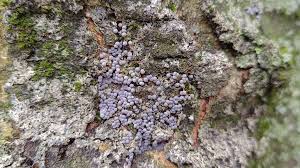 Attēlu rezultāti vaicājumam “Badhamia sp.”