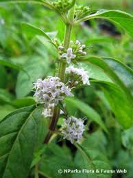 Attēlu rezultāti vaicājumam “Mentha arvensis flower”