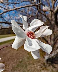 Attēlu rezultāti vaicājumam “Magnolia x loebneri flower”