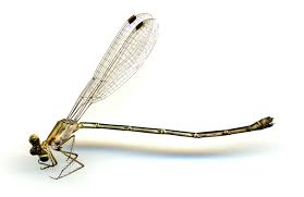 Attēlu rezultāti vaicājumam “Lestidae”