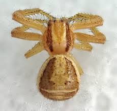 Attēlu rezultāti vaicājumam “Xysticus ulmi adult”