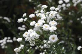 Attēlu rezultāti vaicājumam “Achillea ptarmica fruit”