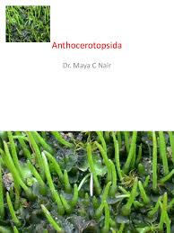 Attēlu rezultāti vaicājumam “Anthocerotopsida”