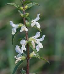 Attēlu rezultāti vaicājumam “Stachys”