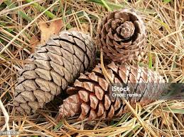 Attēlu rezultāti vaicājumam “Pinus ponderosa fruit”