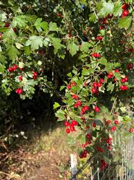 Attēlu rezultāti vaicājumam “Crataegus monogyna fruit”