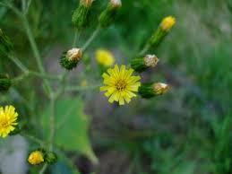 Attēlu rezultāti vaicājumam “Hieracium”