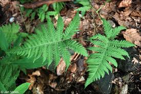 Attēlu rezultāti vaicājumam “Phegopteris connectilis”