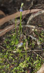Image result for Utricularia