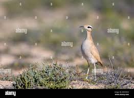 Image result for Cursorius cursor