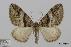 Attēlu rezultāti vaicājumam “Pareulype berberata”