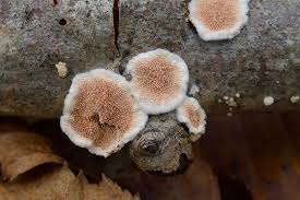 Attēlu rezultāti vaicājumam “Diderma ochraceum spores”