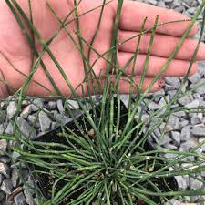 Attēlu rezultāti vaicājumam “Equisetum hyemale”