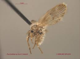 Attēlu rezultāti vaicājumam “Psychodidae”