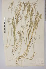 Attēlu rezultāti vaicājumam “Poa pratensis fruit”