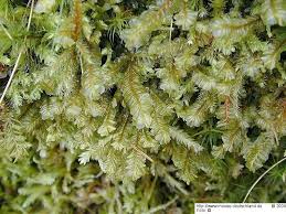 Attēlu rezultāti vaicājumam “Plagiochila asplenioides”