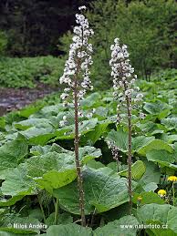 Image result for Petasites officinalis