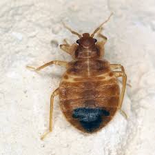 Image result for bed bugs