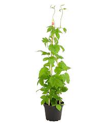 Attēlu rezultāti vaicājumam “Humulus lupulus fruit”